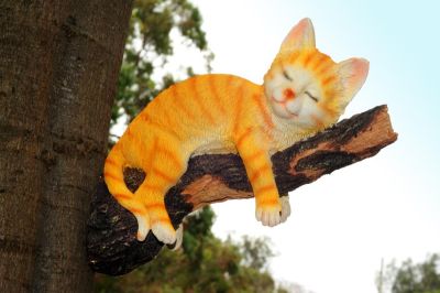 Sleeping Tree Cat